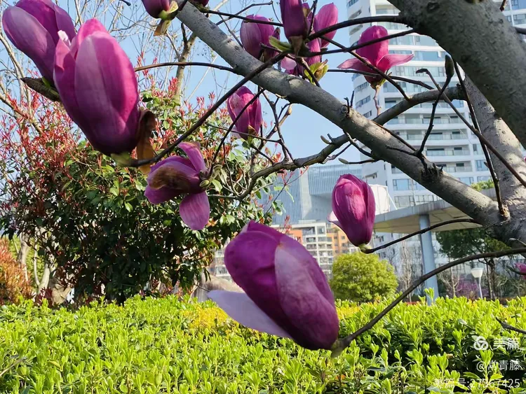 春天的故事(二)